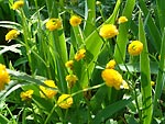 Yellow summer flowers