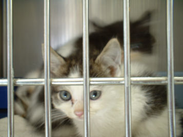 Kittens in shelter cage