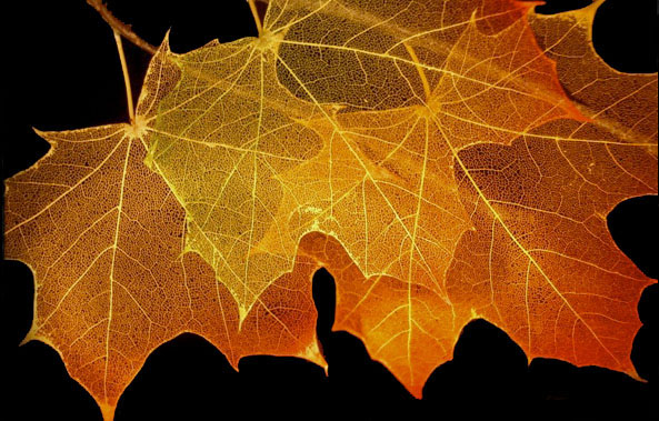 LeftLeaves