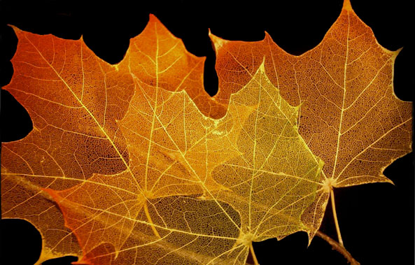 RightLeaves