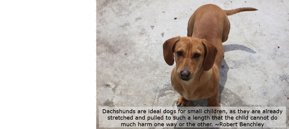 Dachshunds are ideal dogs for small children, as they are already stretched and pulled to such a length that the child cannot do much harm one way or the other. ˜Robert Benchley
