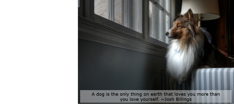 A dog is the only thing on earth that loves you more than you love yourself. ˜Josh Billings