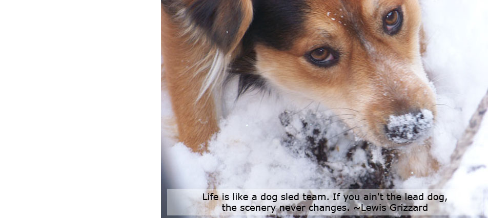 My goal in life is to be as good of a person as my dog already thinks I am. ˜Author Unknown