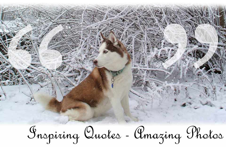 Image of Siberian Husky in front of snow covered branches with in transparent quotation marks.  This is meant to be viewed in flash