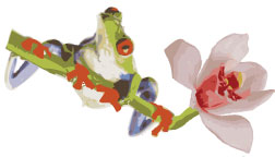 Tree Frog On Orchid