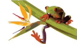 Tree Frog