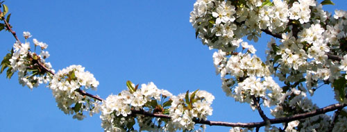 white cherry tree blossoms