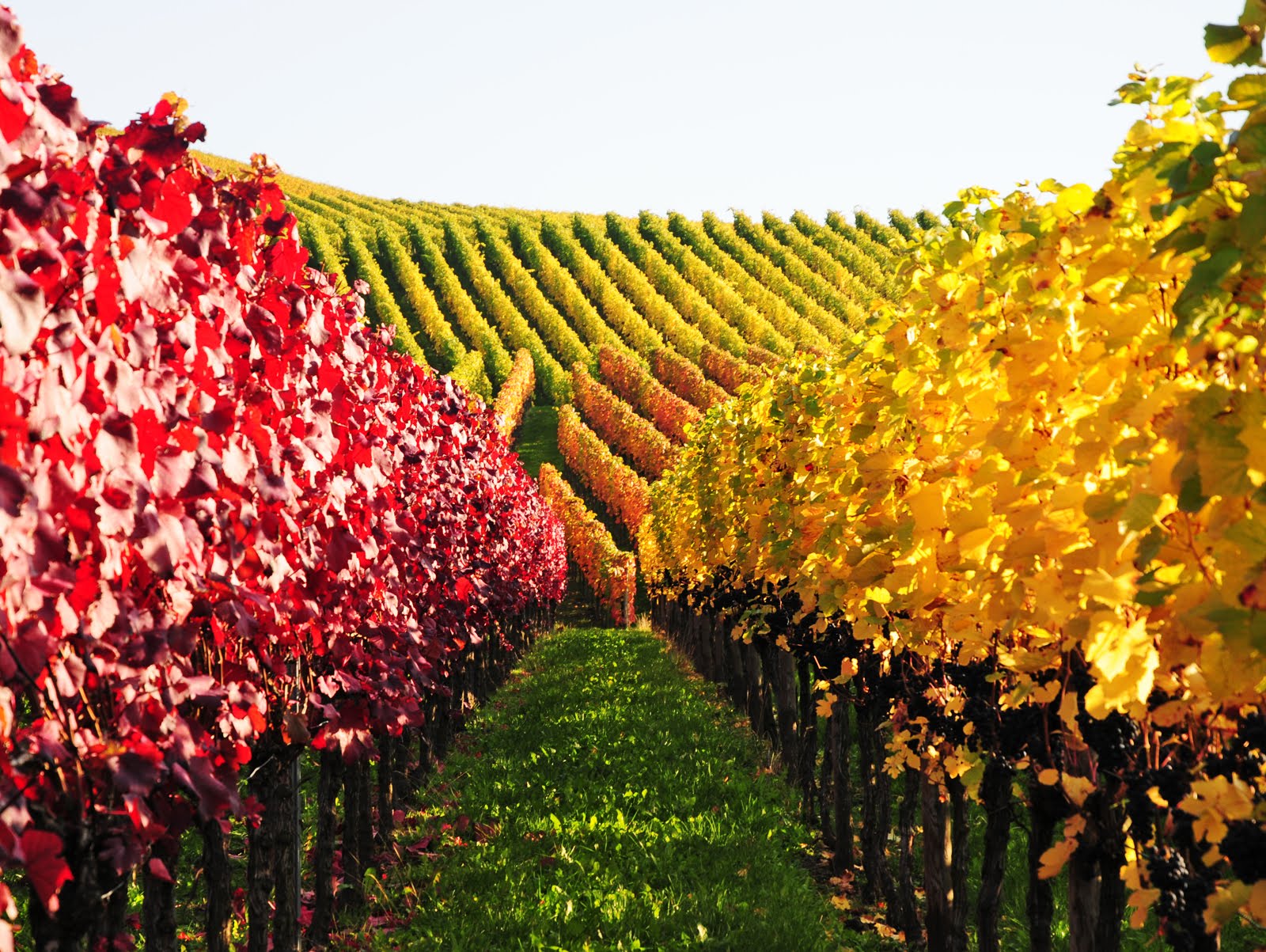 Riesling Grape Vineyard in Germany