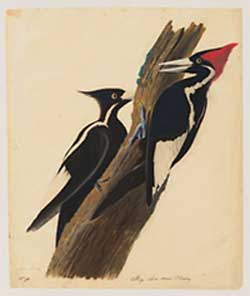 Ivory Billed Woodpeckers, by John James Audubon
