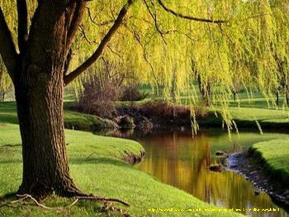 Willow Tree Overhanging Quiet Stream