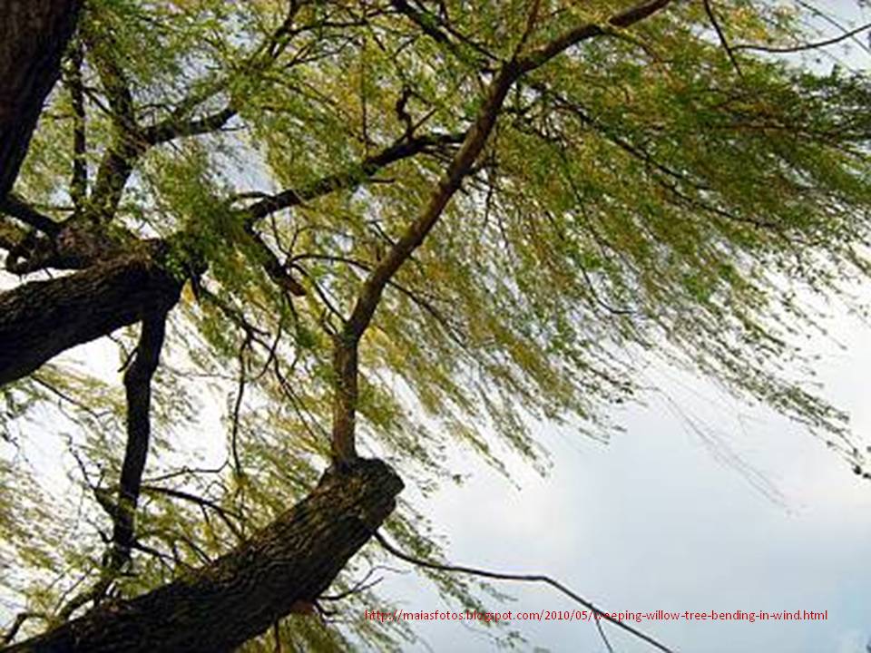 Looking Skyward through Willow Branches