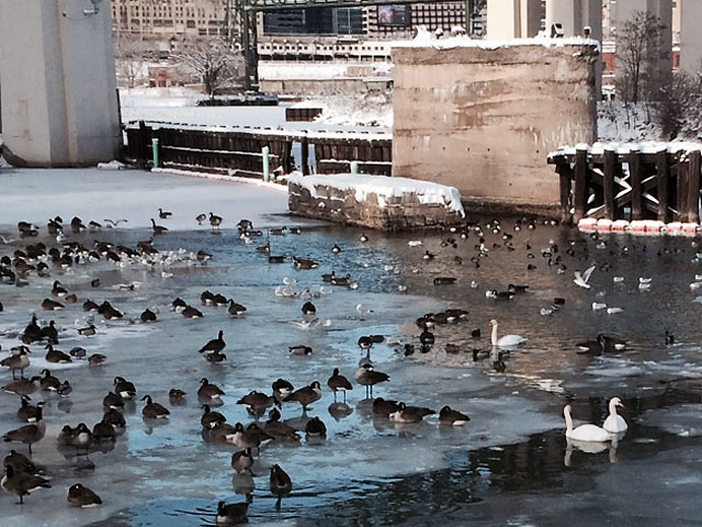 Lots of birds of all kinds on Cuyahoga River