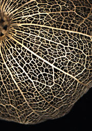 Close-up of seed pod