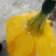 Daffodil in snow