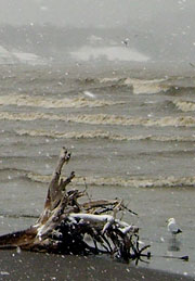 Waves and seagull on the beach