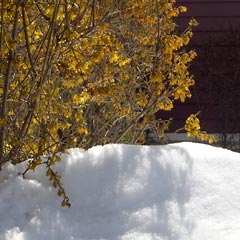 Forsythia bush in front yard with snowbank