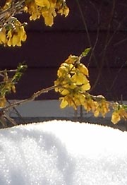 Close-up of forsythia blossoms and snow