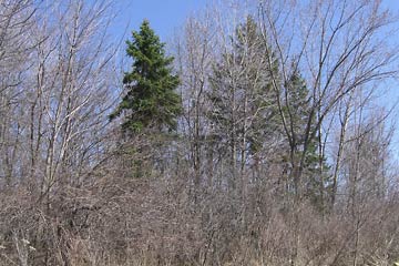 Pine trees in the woods.