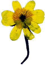 Yellow flower