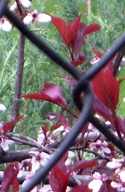 Pink blossoms seen through chain link fence