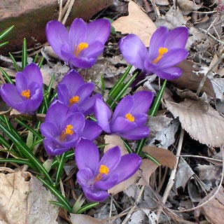 Purple crocuses