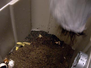 Worms being dumped into container