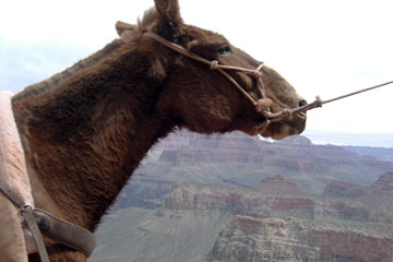 Mule passing on trail