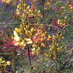 Yellow and red flowers