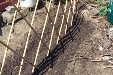 Peas planted along bamboo divider in garden