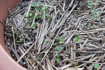 Spinach sprouts in container