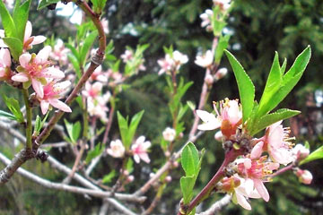 Pink peach blossoms