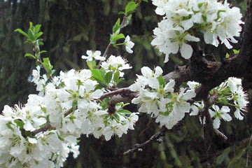 White plum blossoms