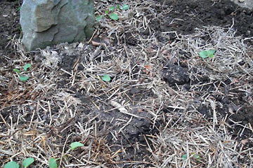 Broccoli sprouts in ground, surrounded by straw