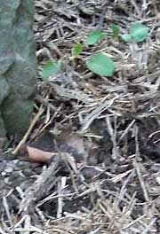 Small broccoli seedlings in ground