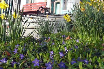 Flowers in yard