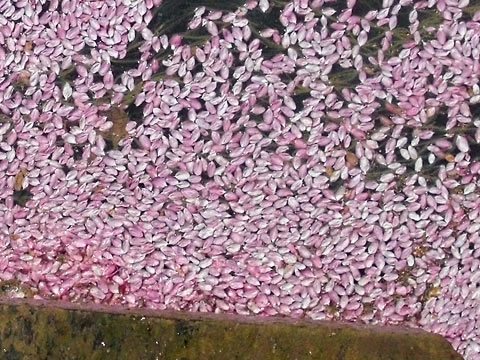 Pink petals in water