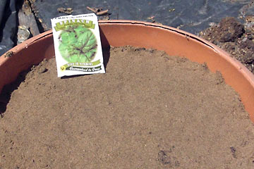 Round planter with spinach