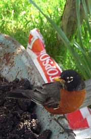 Robin in the garden