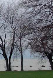 Trees and lake, late afternoon