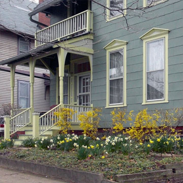 Daffodils and Forsythia in front of house