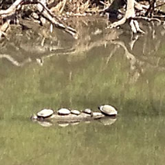 Turtles on a log