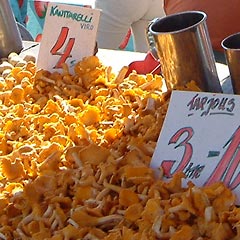 Mushrooms on display