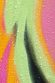 City
Expressionz hiphop festival - August 25, 2007 Detail of graffiti panel with raindrops