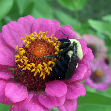 Bee on flower