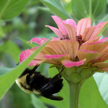 Bee on flower