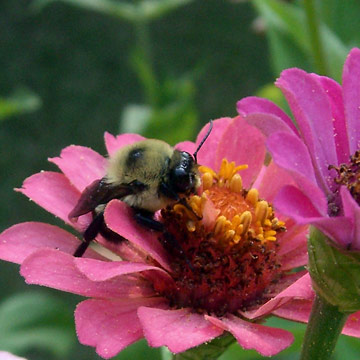 Bee on flower