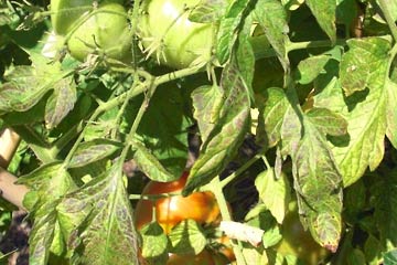 One orange tomato amidst green leaves