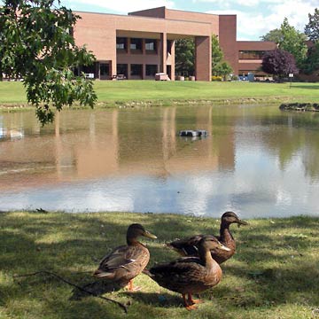 Three ducks standing at edge of pond