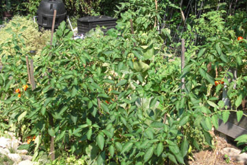 Vegetable garden with lots of tomatoes