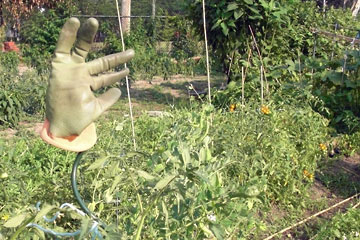 Green glove on post in garden